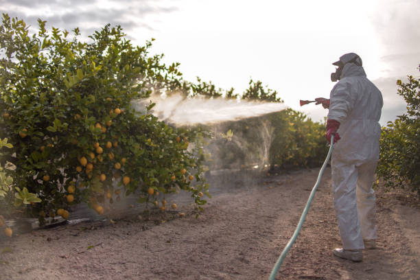 Best Pest Removal Services  in Meadow Vista, CA