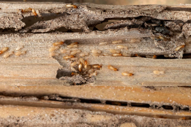 Best Best Pest Control Companies  in Meadow Vista, CA