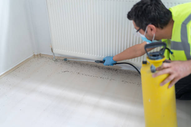 Best Flea Control Services  in Meadow Vista, CA