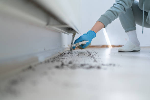 Best Rat Extermination Near Me  in Meadow Vista, CA